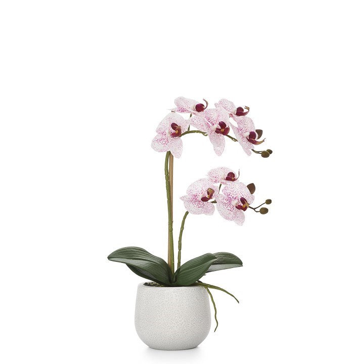 phalaenopsis potted 18 faux double stem orchid pink by torre tagus 2-img84