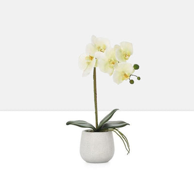 phalaenopsis potted 15 faux single stem orchid yellow by torre tagus 1-img85
