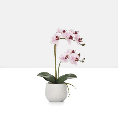 phalaenopsis potted 18 faux double stem orchid pink by torre tagus 1-img36