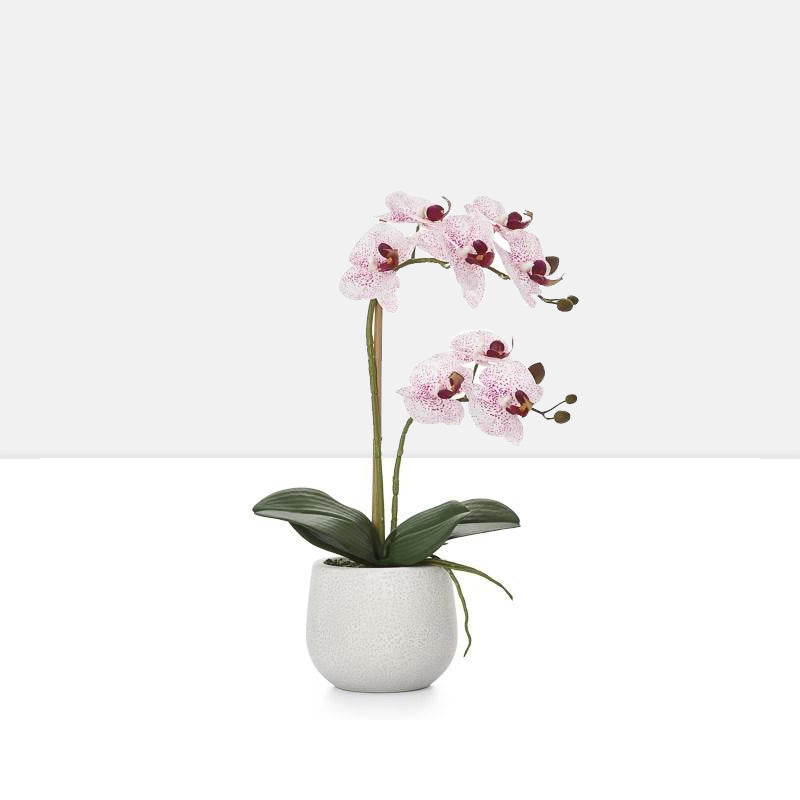 phalaenopsis potted 18 faux double stem orchid pink by torre tagus 1-img75