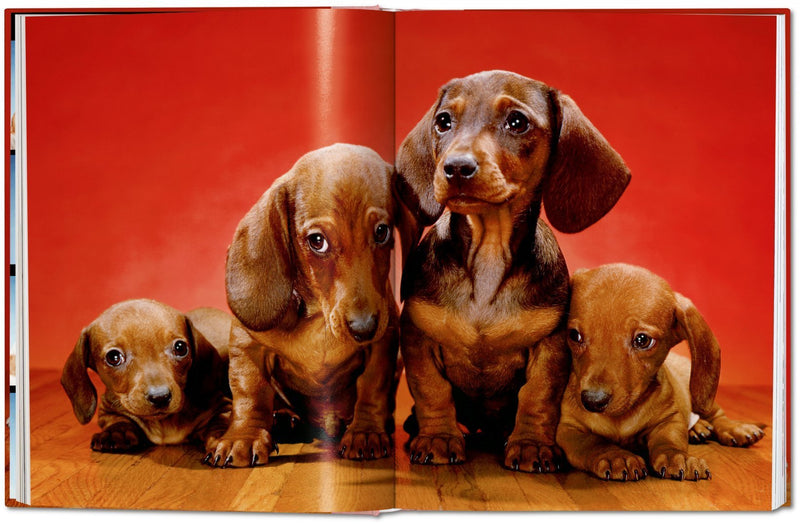 Walter Chandoha Dogs Photographs 1941–1991-img24