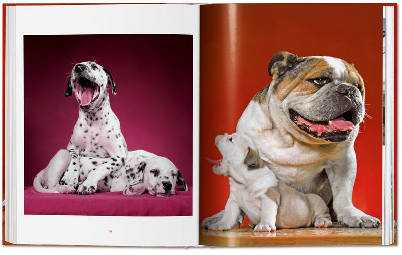 Walter Chandoha Dogs Photographs 1941–1991-img52