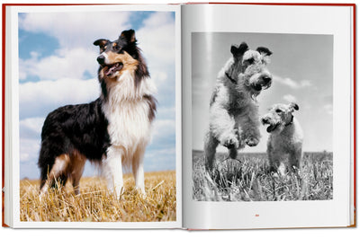 Walter Chandoha Dogs Photographs 1941–1991-img83