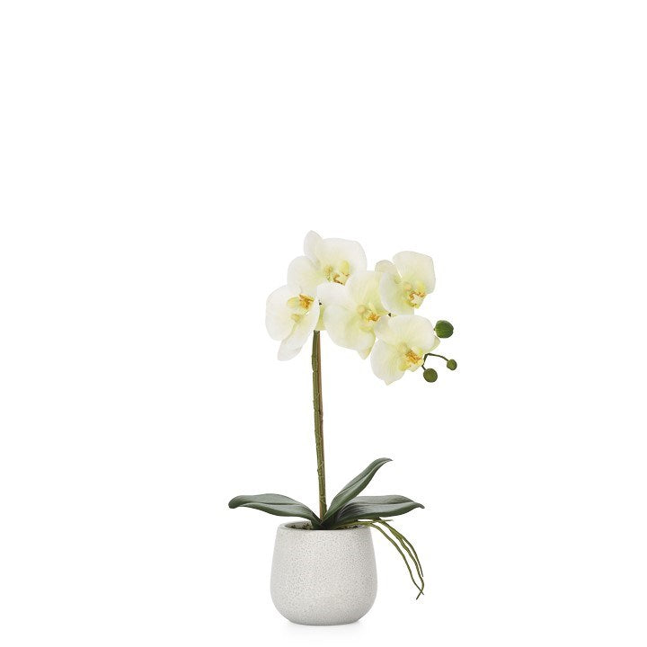 phalaenopsis potted 15 faux single stem orchid yellow by torre tagus 2-img74